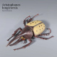 Insecto-11
