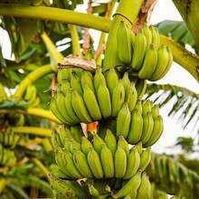 Plant Seeds - View 2