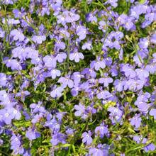 Série Regatta Lobelia Rose ~500 Graines – Pastilles de Graines Multiples – Lobelia erinus Trepetteuse – Annuelle pour Paniers Suspendus, Contenants et Bordures – 9 Couleurs Vives – Délai de Floraison : 77-84 Jours - Voir 6