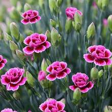 Semillas de flores - Ver 2