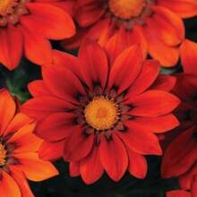 Graines de Gazania résistante à la sécheresse, nuances rouges, plante de couverture au sol - 50 graines - Voir 6