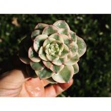 Seeds Plants, Echeveria Nuda Variegated - Variant1 - View 1