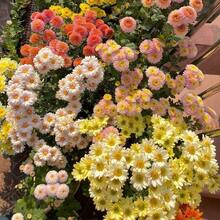 165 Mixed Color Chrysanthemum Seeds For A Vibrant Garden Bed - 165 piezas - Ver 6