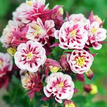 Plant Seeds - View 1