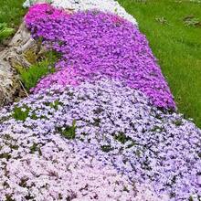 Semi di fiori - Visualizzare 3