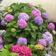 Plantera frön - Visa 2