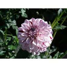 Flower Seeds - View 3
