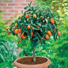 Flower Seeds - View 5