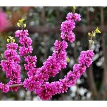 60 Graines de Cercis ou Bonsaï à Fleurs Roses et Violettes Rares - Voir 4