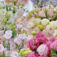 900 Graines de Lisianthus pour la Plantation, Graines de Fleurs d'Eustoma de Couleurs Variées, Graines de Rose Sans Épines, Eustoma Grandiflorum Non-OGM, Plantes Perennes pour Jardin Intérieur - Voir 4