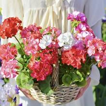 Plant Seeds - View 3