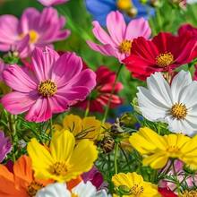 150 pièces de mélange de graines de fleurs sauvages colorées pour la culture domestique, graines non-OGM et de variétés traditionnelles --- Chaque paquet est étiqueté avec le nom du produit. - Voir 4