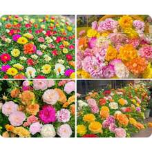 Flower Seeds - View 4