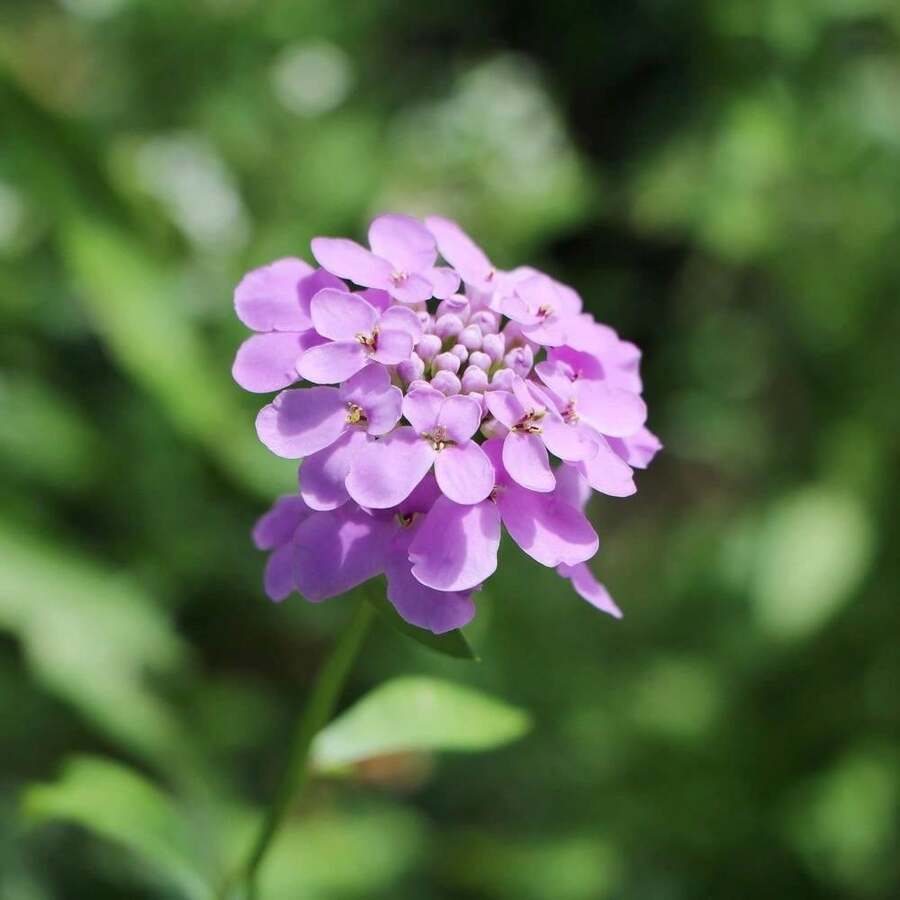 Flower Seeds - View 1