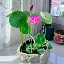 10pcs Easy To CultivateFlower Seeds-- Pre-Germinated Lotus Seeds - High Germination Rate, Suitable For Beginners| Suitable For Terrace Waterscape Gardens And Container Planting - 10PCS - View 1