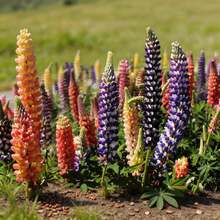 100 Graines de Lupin, Faciles à Cultiver pour les Débutants, Plantes Vivaces, Idéales pour les Petits Espaces et Balcons - Voir 2
