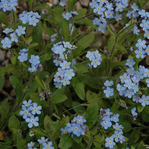 Flower Seeds