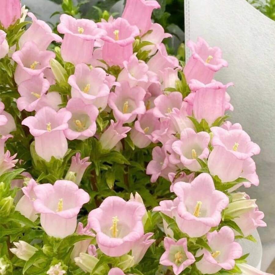 Sementes de flores - Ver 1