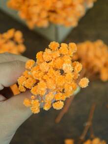 25/50/100/300 朵迷你满天星 - 用于树脂模具艺术和工艺品，象牙白花束，可用于发饰、婚礼花环、餐桌中心装饰品、家居装饰等。 - 橘色 - 查看 5