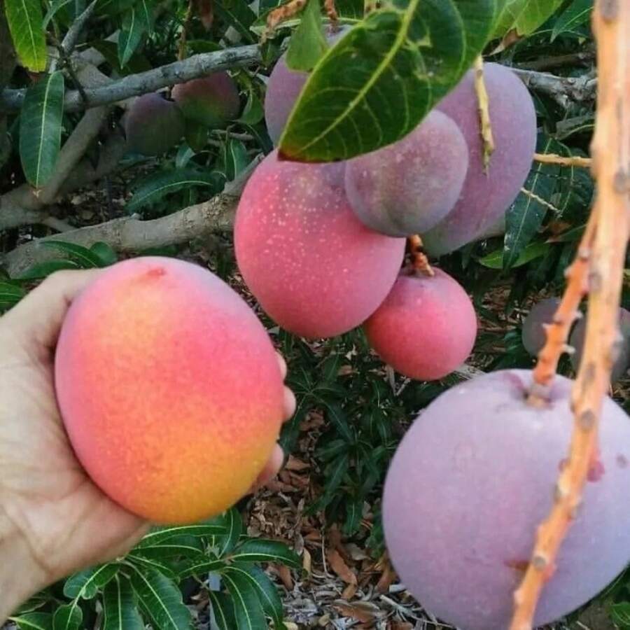 482plant SeedsFruit Tree Seeds--Pcs Mango Fruit Tree - 482pcs - View 1