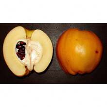 Plant Seeds - View 6