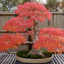 Japanese Maple Bonsai Tree Seeds, Tiny Tree Inside - Variante 1 - Ver 2