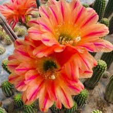 Cactus Succulent Plant Seeds Garden Beautiful Flowering Seeds 100pcs - 100粒種子 - 查看 2