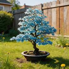 50 Graines d'Érable pour la Plantation, Érable Ornemental Vibrant, Beau Feuillage Automnal, Facile à Cultiver, Plante Vivace et Robuste pour Jardin, Balcon, Patio, Cour, Aménagement Paysager, Graines d'Érable Décoratives à Croissance Rapide - Voir 8