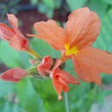 Seeds OrganicOrange Firecracker Flower Seeds (70) - Crossandra Infundibuliformis - 變體1 - 查看 9