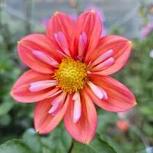 Flower Seeds - View 3