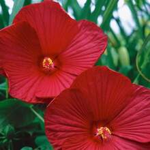 Flower Seeds - View 2