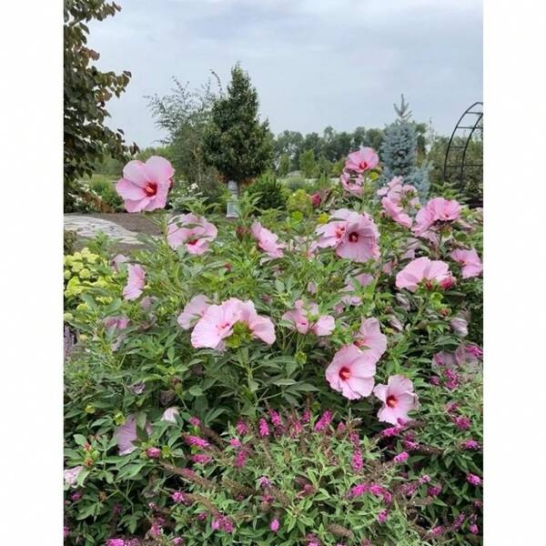 Flower Seeds