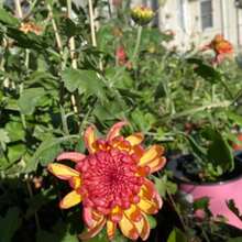 Plant Seeds - View 2