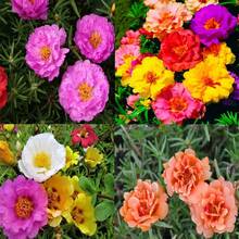 Sementes de flores - Ver 1