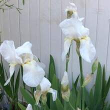 200seedsWhite Bearded Iris - Variant1 - View 3