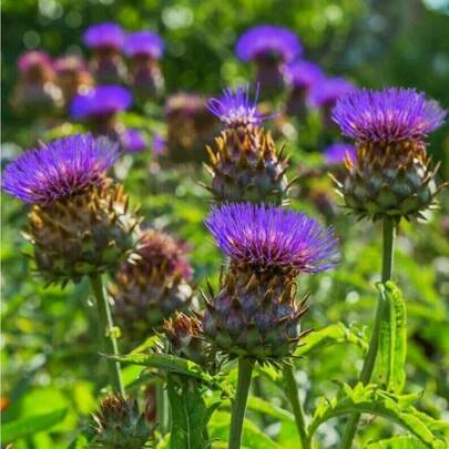 Flower Seeds
