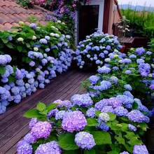 Sementes de flores - Ver 4