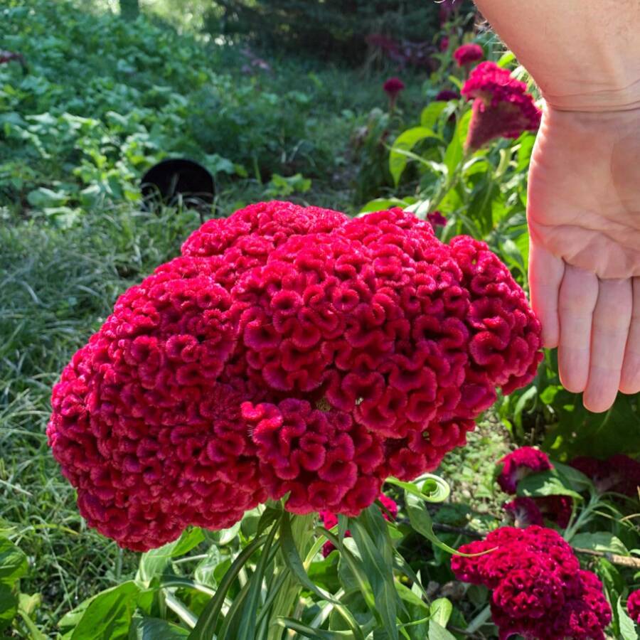 Color Mix Heirloom Giant Cockscomb Garden Se.Eds - 200+Vibrant, Non-Gmo Se.Eds For Unique Floral Display - 1 PAQUETE - Ver 1