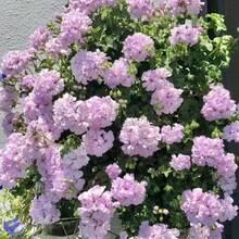 Semillas de flores - Ver 1