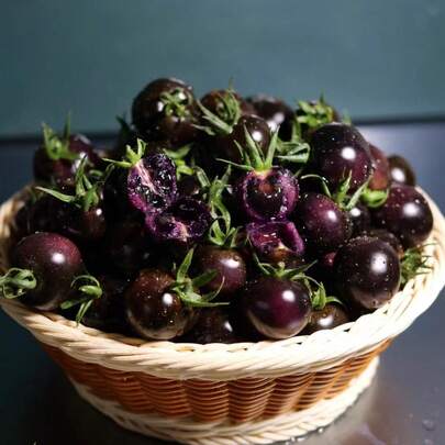 Flower Seeds