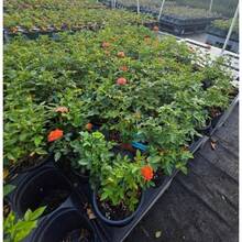 Flower Seeds - View 3