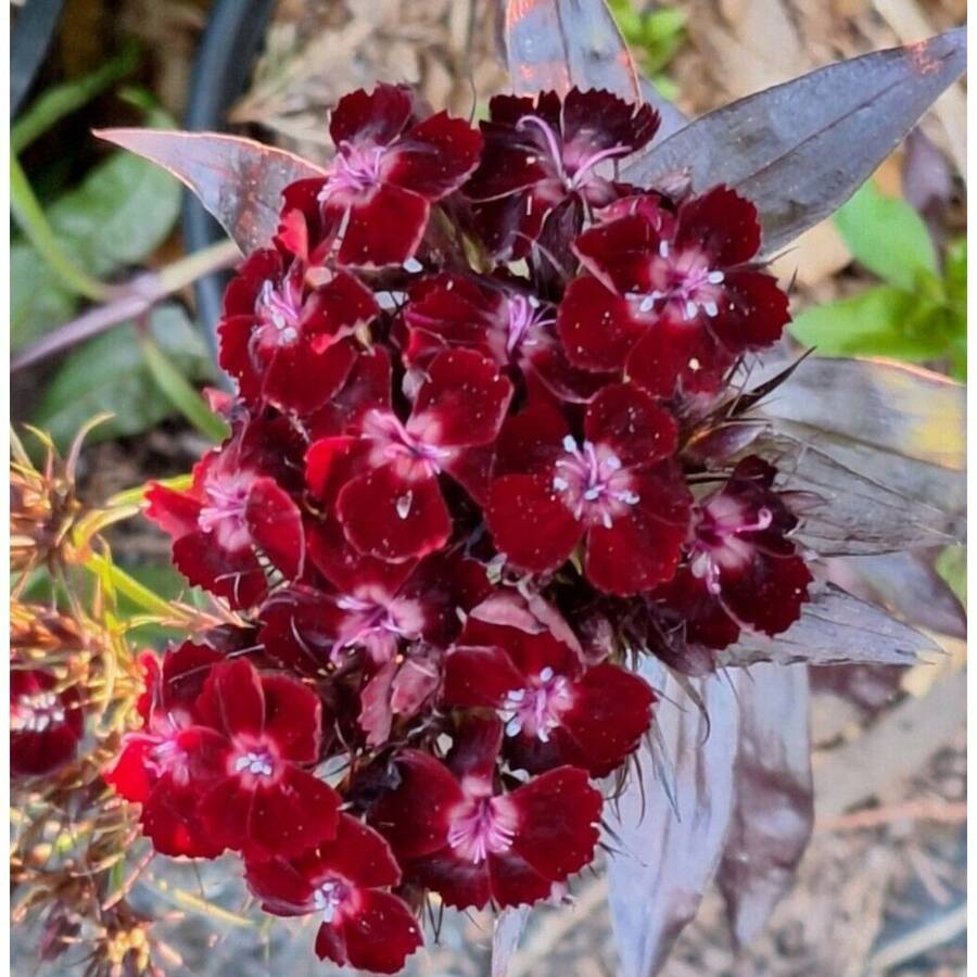 142 Graines de Dianthus - Non-OGM - Voir 1