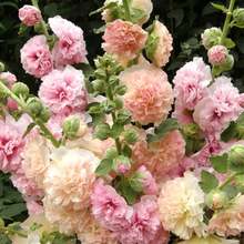 Flower Seeds - View 1