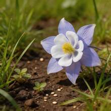 Graines de fleurs de narcisse 160 pièces, faciles à cultiver, adaptées aux jardins, balcons et terrasses. - Voir 4