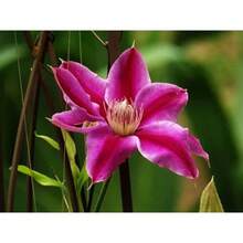Flower Seeds - View 4