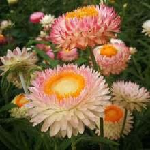 200 Graines de Fleurs en Paille de Couleurs Variées, Faciles à Faire Germer et à Cultiver, Idéales pour Jardin, Cour, Hall d'entrée, Terrasse et Balcon.Résistant au froid et adapté à toutes les saisons, convient pour le bricolage,  de déstockage de plantes vivantes, graines de légumes, plantes d'hosta, plantes de jardinage, graines de fleurs, plantes d'extérieur, semillas de flores para sembrar, déstockage de jardinage, toutes les plantes en déstockage pour l'extérieur, répulsif anti-moustiques, plantes de jardin d'extérieur, graines pour la plantation, graines de fleurs vivaces, graines de plantes. - Voir 5