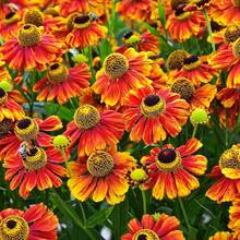 Semi di fiori - Visualizzare 2