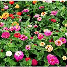 774 graines de chrysanthème de haute qualité - une variété hybride de fleurs coupées résistante à la chaleur et à la sécheresse, créant un splendide jardin estival - Voir 4