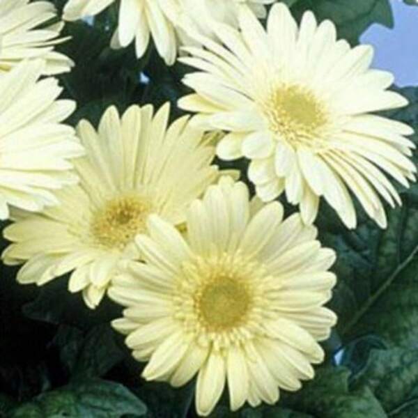 118 Graines de Gerbera - Graines de Fleurs - Adaptées à la culture en extérieur, adaptées aux jardins domestiques