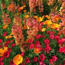 Semi di fiori - Visualizzare 3